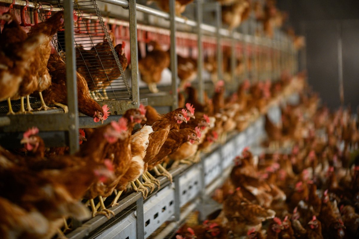 Factory Farmed Chickens