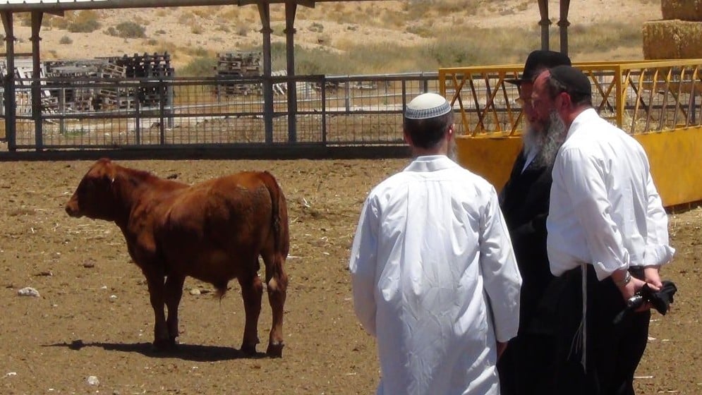 Red Heifer in Israel